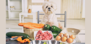 Hunde natürlich gesund!