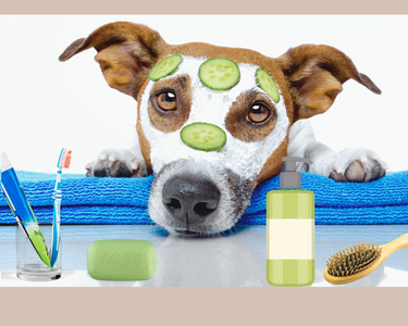 Hautpflege für das Hunde-Glück