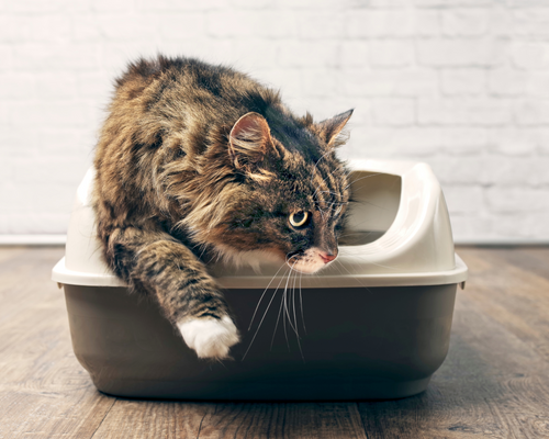 Der Luxus-Lokus für deine Katze!