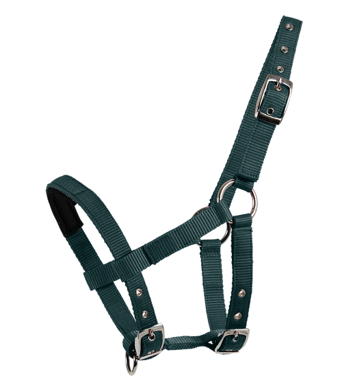 Mini-Shetty Halfter