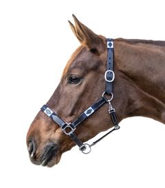 Lederhalfter Polo